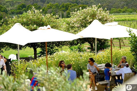 Montalto Vineyard: Mornington Peninsula Discovery Wine Tasting And Lunch - Accommodation BNB 6