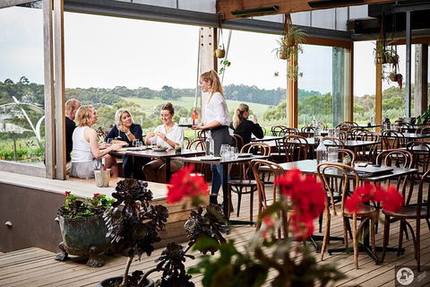 Montalto Vineyard: Mornington Peninsula Discovery Wine Tasting And Lunch - Accommodation BNB 4