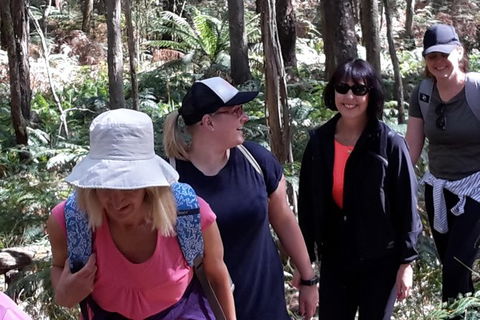 GPS Guided Walks In The Daylesford Forest - Accommodation BNB 1
