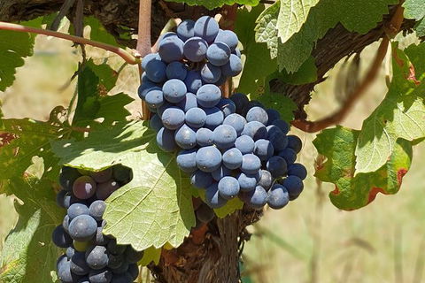 Wine Tasting Tour In The Yarra Valley - Accommodation BNB 1
