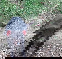 South East Food Sightseeing Private Tour with the Tasmanian Devil Unzoo - Accommodation BNB