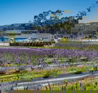 Private Tasman Peninsula Cruise Ship Tour from Port Arthur - Accommodation BNB