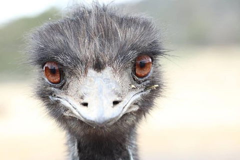 ZOODOO ZOO Tour, Meet The Famous Tasmanian Devil, Cuddle A Kangaroo, Feed A Lion - Accommodation BNB 1