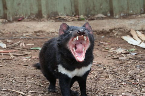 ZOODOO ZOO Tour, Meet The Famous Tasmanian Devil, Cuddle A Kangaroo, Feed A Lion - Accommodation BNB 0