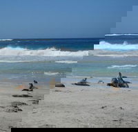 Kangaroo Island in a Day Tour from Adelaide - Accommodation BNB