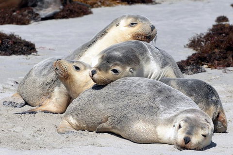 Small-Group Kangaroo Island 4WD Tour From Adelaide - Accommodation BNB 1