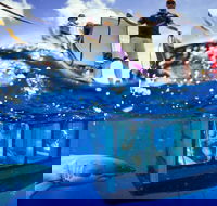 White Shark Tour with Optional Cage Dive from Port Lincoln - Accommodation BNB