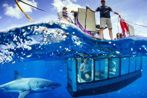 White Shark Tour With Optional Cage Dive From Port Lincoln - Accommodation BNB 0