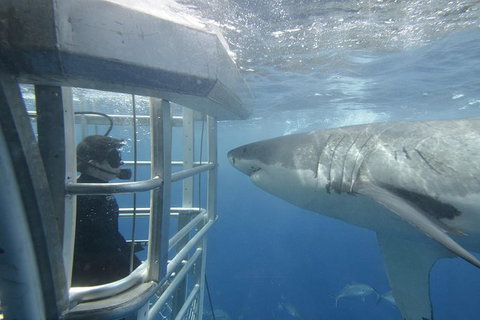 White Shark Tour With Optional Cage Dive From Port Lincoln - Accommodation BNB 2