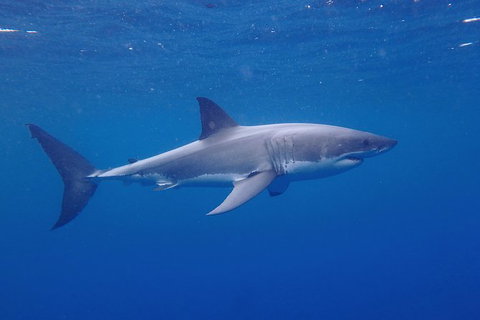 White Shark Tour With Optional Cage Dive From Port Lincoln - Accommodation BNB 5
