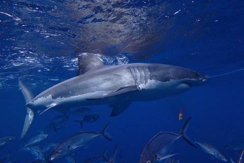 White Shark Tour With Optional Cage Dive From Port Lincoln - Accommodation BNB 6