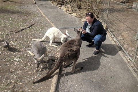 A Taste Of Adelaide And Hahndorf By Car Private Tour. - Accommodation BNB 8