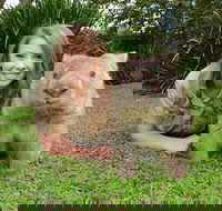 Croc Express to Australia Zoo from Brisbane - Accommodation BNB