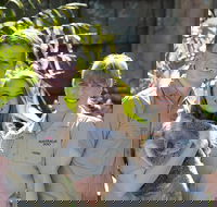 Koala Cuddle Adventure Croc 2 - Accommodation BNB