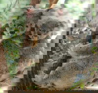 Lone Pine Koala Sanctuary Day Pass - Accommodation BNB