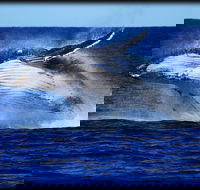 Whale Watching Cruise from Redcliffe Brisbane or the Sunshine Coast - Accommodation BNB