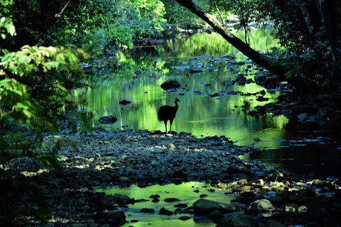 Daintree - Cape Tribulation & Atherton Tablelands Tours From Port Douglas - Accommodation BNB 1