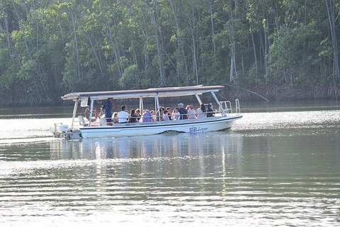 Daintree - Cape Tribulation & Atherton Tablelands Tours From Port Douglas - Accommodation BNB 16