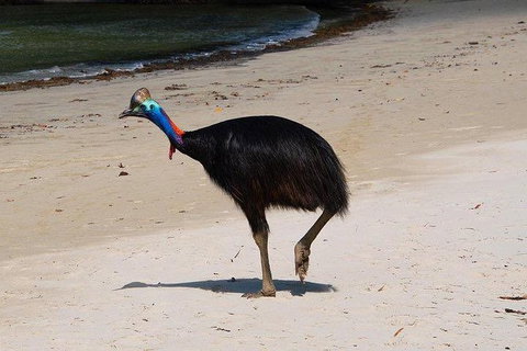 Daintree - Cape Tribulation & Atherton Tablelands Tours From Port Douglas - Accommodation BNB 17