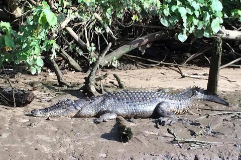 Daintree - Cape Tribulation & Atherton Tablelands Tours From Port Douglas - Accommodation BNB 24