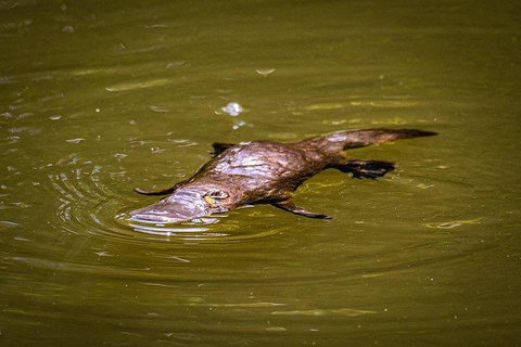 Daintree - Cape Tribulation & Atherton Tablelands Tours From Port Douglas - Accommodation BNB 27