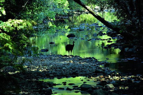 Daintree - Cape Tribulation & Atherton Tablelands Tours From Port Douglas - Accommodation BNB 26