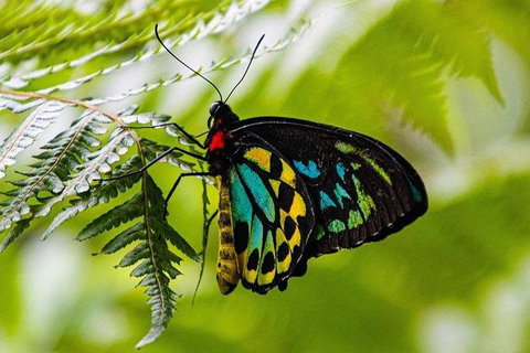 Daintree - Cape Tribulation & Atherton Tablelands Tours From Port Douglas - Accommodation BNB 19