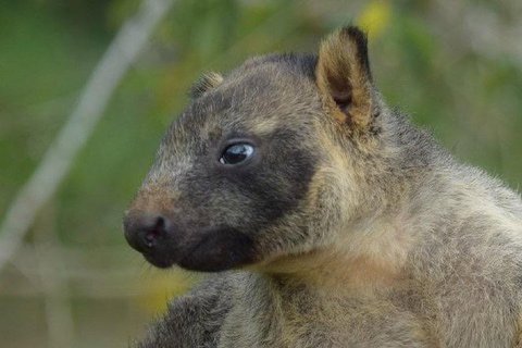 Daintree - Cape Tribulation & Atherton Tablelands Tours From Port Douglas - Accommodation BNB 8
