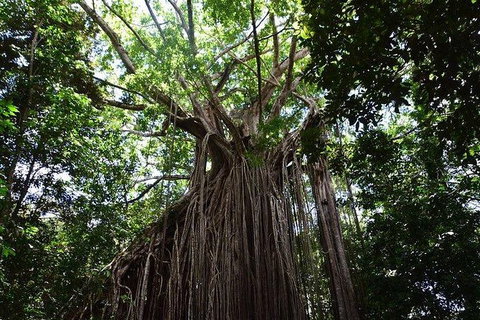 Daintree - Cape Tribulation & Atherton Tablelands Tours From Port Douglas - Accommodation BNB 20