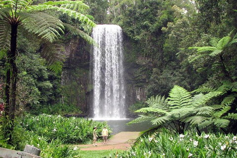 Daintree - Cape Tribulation & Atherton Tablelands Tours From Port Douglas - Accommodation BNB 12