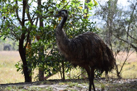 Daintree - Cape Tribulation & Atherton Tablelands Tours From Port Douglas - Accommodation BNB 29