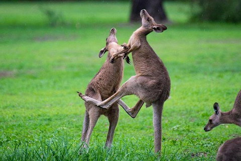 Daintree - Cape Tribulation & Atherton Tablelands Tours From Port Douglas - Accommodation BNB 14
