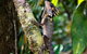 Daintree - Cape Tribulation & Atherton Tablelands Tours From Port Douglas - thumb 7