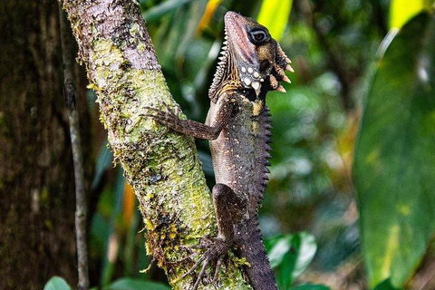 Daintree - Cape Tribulation & Atherton Tablelands Tours From Port Douglas - Accommodation BNB 7