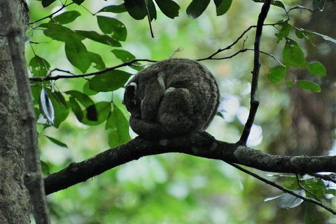 Daintree - Cape Tribulation & Atherton Tablelands Tours From Port Douglas - Accommodation BNB 11
