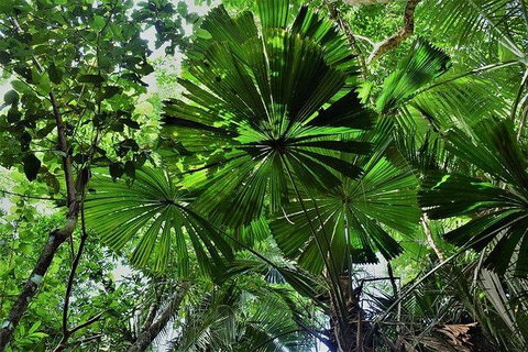 Daintree - Cape Tribulation & Atherton Tablelands Tours From Port Douglas - Accommodation BNB 22