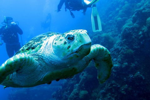 Scuba Dive The S.S. Yongala Wreck On The Great Barrier Reef. - Accommodation BNB 0