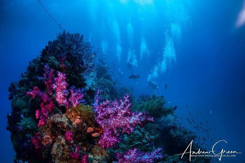 Scuba Dive The S.S. Yongala Wreck On The Great Barrier Reef. - Accommodation BNB 2