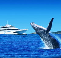 Tangalooma Island Resort Premium Dolphin Feeding Day Cruise with Whale Watching