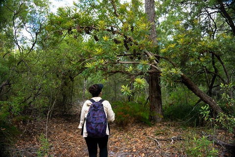 Pack-free Camping: Lake McKenzie Central Hike - 2 Days - Accommodation BNB 1