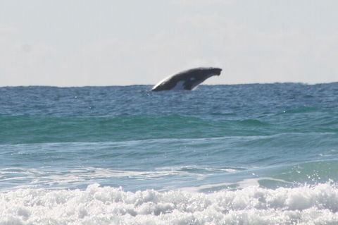 10-Day Surf Adventure From Brisbane To Sydney Including Coffs Harbour, Byron Bay And Gold Coast - Accommodation BNB 6