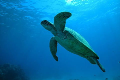 Great Barrier Reef Dive And Snorkel Cruise From Mission Beach - Accommodation BNB 7