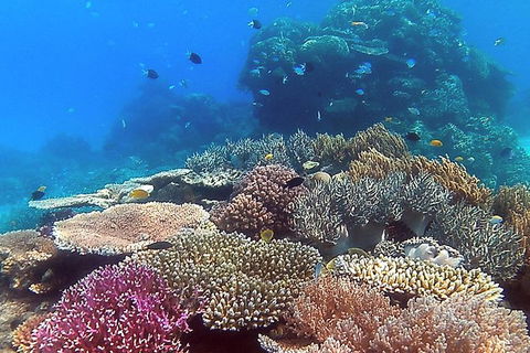 Great Barrier Reef Dive And Snorkel Cruise From Mission Beach - Accommodation BNB 4
