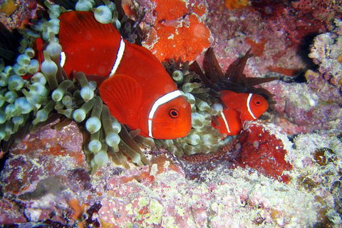 Great Barrier Reef Dive And Snorkel Cruise From Mission Beach - Accommodation BNB 6