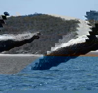 Hervey Bay Ultimate Whale Watching Cruise - Accommodation BNB