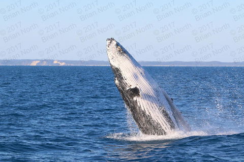 Hervey Bay Whale Watching Cruise - Accommodation BNB 2