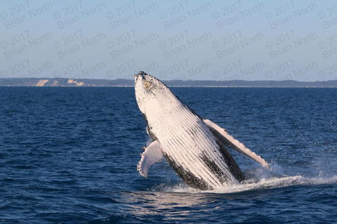 Hervey Bay Whale Watching Cruise - Accommodation BNB 3