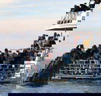 Hervey Bay Whale Watching Cruise - Accommodation BNB