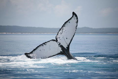 Hervey Bay Whale Watching Cruise - Accommodation BNB 11
