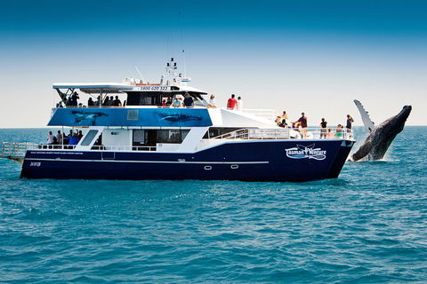 Hervey Bay Whale Watching Cruise - Accommodation BNB 7
